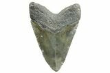 Fossil Megalodon Tooth - North Carolina #367920-2